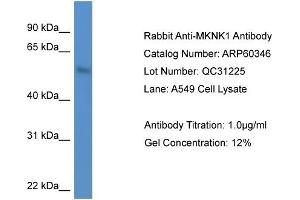 Western Blotting (WB) image for anti-MAP Kinase Interacting serine/threonine Kinase 1 (MKNK1) (N-Term) antibody (ABIN2788414) (MKNK1 anticorps  (N-Term))