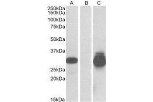 HEK293 lysate (10 µg protein in RIPA buffer) overexpressing Human PPPDE1 with C-terminal MYC tag probed with AP23656PU-N (0. (PPPDE1 anticorps  (Internal Region))