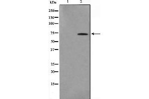 Western blot analysis on HuvEc cell lysate using IF3EI Antibody,The lane on the left is treated with the antigen-specific peptide. (EIF3L anticorps  (N-Term))