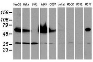 Image no. 2 for anti-Epsin 2 (EPN2) antibody (ABIN1498049) (Epsin 2 anticorps)