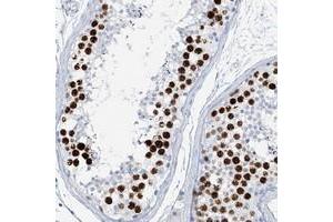 Immunohistochemical staining of human testis with SGOL2 polyclonal antibody  shows strong nuclear positivity in cells of seminiferus ducts at 1:50-1:200 dilution.