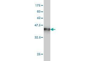 Western Blot detection against Immunogen (37.
