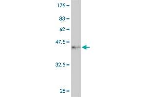 Western Blot detection against Immunogen (35. (FOXM1 anticorps  (AA 22-110))