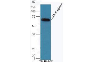 Mouse muscle lysates probed with Rabbit Anti-AMPK alpha-1 Polyclonal Antibody, Unconjugated (ABIN2170161) at 1:300 overnight at 4 °C.