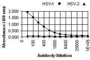 ELISA image for anti-Herpes Simplex Virus Type 1 ICP0 (HSV1 ICP0) antibody (ABIN265560) (HSV1 ICP0 anticorps)