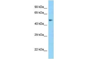 WB Suggested Anti-MSR1 Antibody Titration: 1. (Macrophage Scavenger Receptor 1 anticorps  (N-Term))