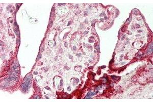 Detection of AREG in Human Placenta Tissue using Polyclonal Antibody to Amphiregulin (AREG)