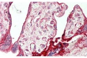 Detection of AREG in Human Placenta Tissue using Polyclonal Antibody to Amphiregulin (AREG) (Amphiregulin anticorps  (AA 20-100))