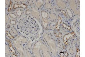 Immunoperoxidase of monoclonal antibody to CALML5 on formalin-fixed paraffin-embedded human kidney.