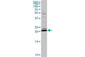 RAB32 MaxPab polyclonal antibody.