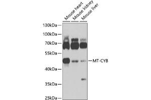 Western blot analysis of extracts of various cell lines, using MT-CYB antibody (ABIN6135110, ABIN6144105, ABIN6144106 and ABIN6225085) at 1:1000 dilution.
