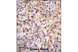 CLEC11A Antibody immunohistochemistry analysis in formalin fixed and paraffin embedded human spleen tissue followed by peroxidase conjugation of the secondary antibody and DAB staining. (CLEC11A anticorps  (AA 145-174))