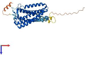 Cannabinoid Receptor 2 (CNR2) (AA 1-347) protein (His tag)