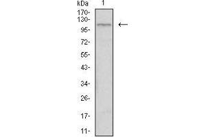 Western blot analysis using TIE1 mouse mAb against HepG2 cell lysate.