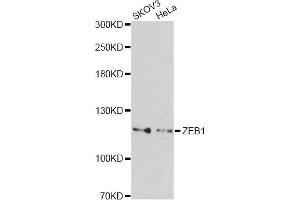 Western blot analysis of extracts of various cell lines, using ZEB1 antibody (ABIN2560822) at 1:1000 dilution. (ZEB1 anticorps)