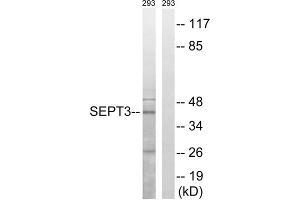 Western blot analysis of extracts from 293 cells, using SEPT3 antibody. (Septin 3 anticorps  (Internal Region))