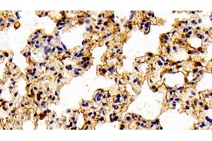 Detection of ANXA1 in Mouse Lung Tissue using Polyclonal Antibody to Annexin A1 (ANXA1) (Annexin a1 anticorps  (AA 6-346))