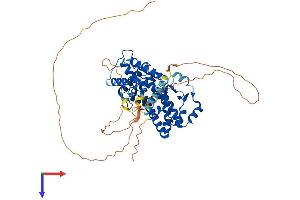 AlphaFold protein structure predicition of Mouse Recombinant Rora Protein, UniprotID P51448