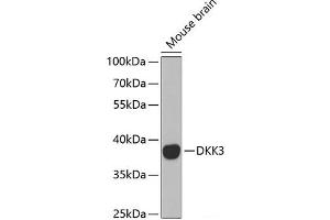 DKK3 anticorps