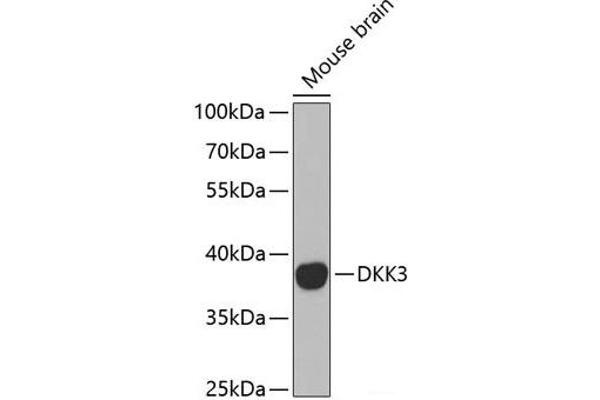 DKK3 抗体