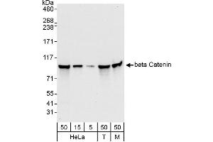 Western Blotting (WB) image for anti-Catenin, beta (CATNB) (AA 760-781) antibody (ABIN7454800)