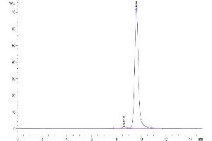The purity of Mouse ANGPT2 is greater than 95 % as determined by SEC-HPLC.
