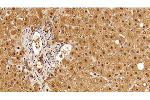 Detection of GAPDH in Human Liver Tissue using Anti-Glyceraldehyde-3-Phosphate Dehydrogenase (GAPDH) Monoclonal Antibody