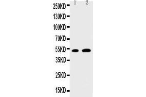 Anti-EGR2 antibody, Western blotting Lane 1: NIH3T3 Cell Lysate Lane 2: MCF-7 Cell Lysate (EGR2 anticorps  (N-Term))