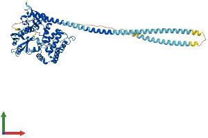 AlphaFold protein structure predicition of Mouse Recombinant Rdx Protein, UniprotID P26043