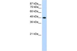 Western Blotting (WB) image for anti-Transcription Factor AP-2 gamma (Activating Enhancer Binding Protein 2 Gamma) (TFAP2C) antibody (ABIN2461691) (TFAP2C anticorps)
