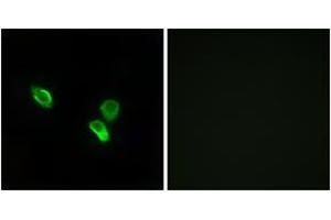 Immunofluorescence (IF) image for anti-Mitochondrial Ribosomal Protein S18C (MRPS18C) (AA 71-120) antibody (ABIN2890042) (MRPS18C anticorps  (AA 71-120))