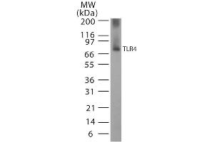 Western blot analysis of Human, Mouse Cell line lysates showing detection of TLR4 protein using Rabbit Anti-TLR4 Polyclonal Antibody (ABIN361724).