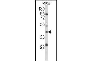 Western blot analysis of COQ3 Antibody in K562 cell line lysates (35ug/lane) (COQ3 anticorps  (AA 172-201))