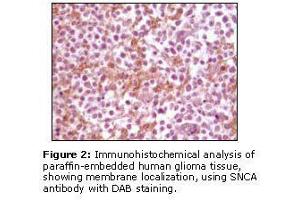 Image no. 1 for anti-Synuclein, alpha (SNCA) antibody (ABIN232104) (SNCA anticorps)