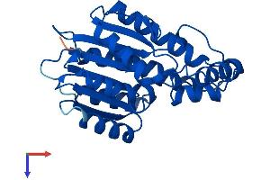 AlphaFold protein structure predicition of Human Recombinant SPR Protein, UniprotID P35270