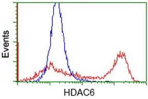 Image no. 3 for anti-Histone Deacetylase 6 (HDAC6) antibody (ABIN1498618)