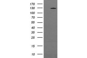 Image no. 1 for anti-Phosphoinositide-3-Kinase, Catalytic, gamma Polypeptide (PIK3CG) antibody (ABIN1500210) (PIK3 gamma anticorps)