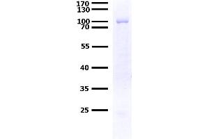 SDS-PAGE (SDS) image for Protein tyrosine Phosphatase, Non-Receptor Type 9 (PTPN9) (AA 1-593) protein (GST tag) (ABIN1316857)