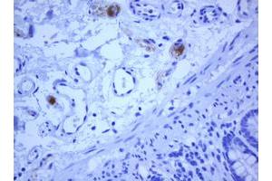 Image no. 1 for anti-Transmembrane Protein 173 (TMEM173) antibody (ABIN1501427) (STING/TMEM173 anticorps)