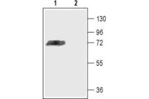Western blot analysis of rat brain membranes: - 1.