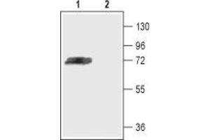 Western blot analysis of rat brain membranes: - 1. (KCND3 anticorps  (C-Term, Intracellular))