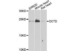Western blot analysis of extracts of various cell lines, using DCTD antibody. (DCMP Deaminase (DCTD) anticorps)