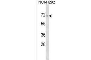 DACT3 Antibody (N-term) (ABIN1539050 and ABIN2849121) western blot analysis in NCI- cell line lysates (35 μg/lane). (DACT3 anticorps  (N-Term))
