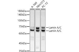 Western blot analysis of extracts of various cell lines, using [KO Validated] Lamin A/C Rabbit mAb antibody (ABIN7268177) at 1:500000 dilution.