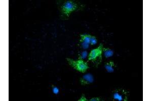 Anti-EFNA2 mouse monoclonal antibody (ABIN2452975) immunofluorescent staining of COS7 cells transiently transfected by pCMV6-ENTRY EFNA2 (RC213728). (Ephrin A2 anticorps)