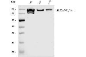 anti-Histocompatibility (Minor) HA-1 (HMHA1) (AA 111-349) antibody