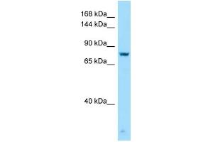 WB Suggested Anti-GPRC6A Antibody Titration: 1.