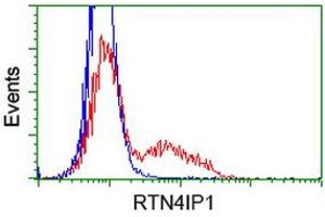 HEK293T cells transfected with either RC202957 overexpress plasmid (Red) or empty vector control plasmid (Blue) were immunostained by anti-RTN4IP1 antibody (ABIN2454316), and then analyzed by flow cytometry. (RTN4IP1 anticorps)