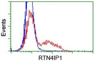 HEK293T cells transfected with either RC202957 overexpress plasmid (Red) or empty vector control plasmid (Blue) were immunostained by anti-RTN4IP1 antibody (ABIN2454316), and then analyzed by flow cytometry. (RTN4IP1 anticorps)