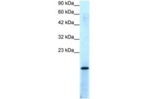 Western Blotting (WB) image for anti-Activated RNA Polymerase II Transcriptional Coactivator p15 (SUB1) antibody (ABIN2463866) (SUB1 anticorps)